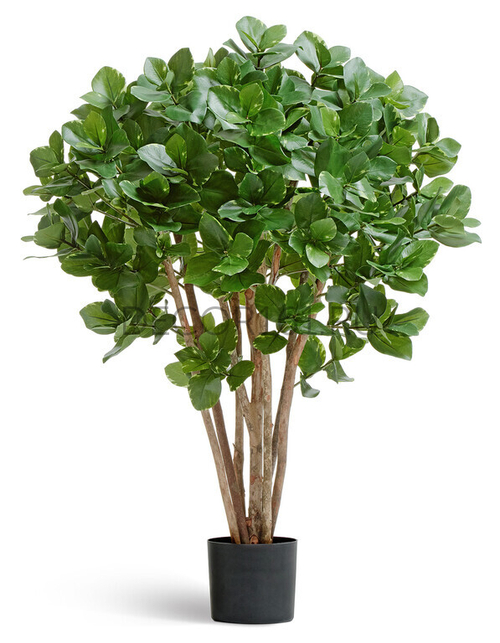 Клузия древовидная в-110 см 2/2 10.51304N