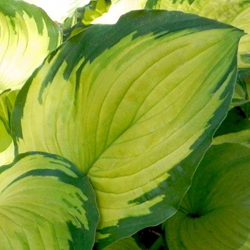 Хоста Парадигм / Paradigm (M)