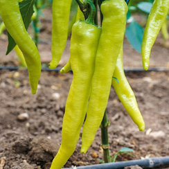 Хотстар F1 семена перца острого (Enza Zaden / Энза Заден)