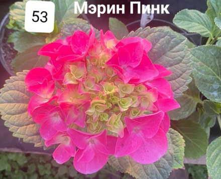  ROYALTY MARINE PINK/ МАРИНА ПИНК(РОЗОВЫЙ) 