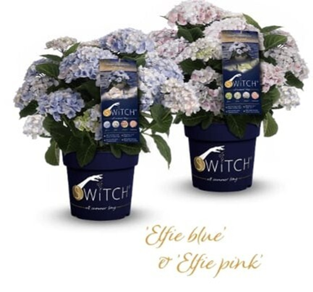 Свитч Элфи пинк (Switch Elfie Pink) р9 июнь-август 2026 г.