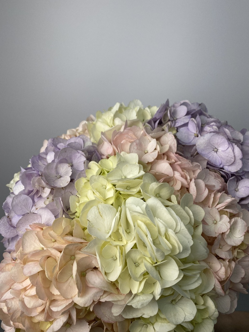 Букет из гортензий Mono 448