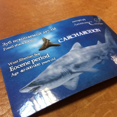 Магнит "Зуб акулы"