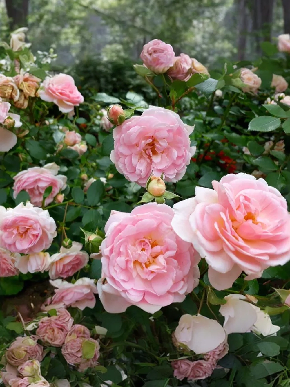 Роза шраб Лавли Мейян