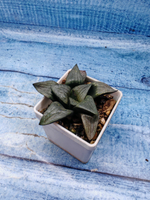 Haworthia Comptoniana hyb. (Хавортия)