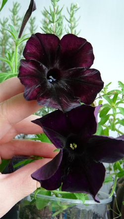 Петуния мультифлора Дебонаир Блек Черри F1 (50др) Витагрин Профи