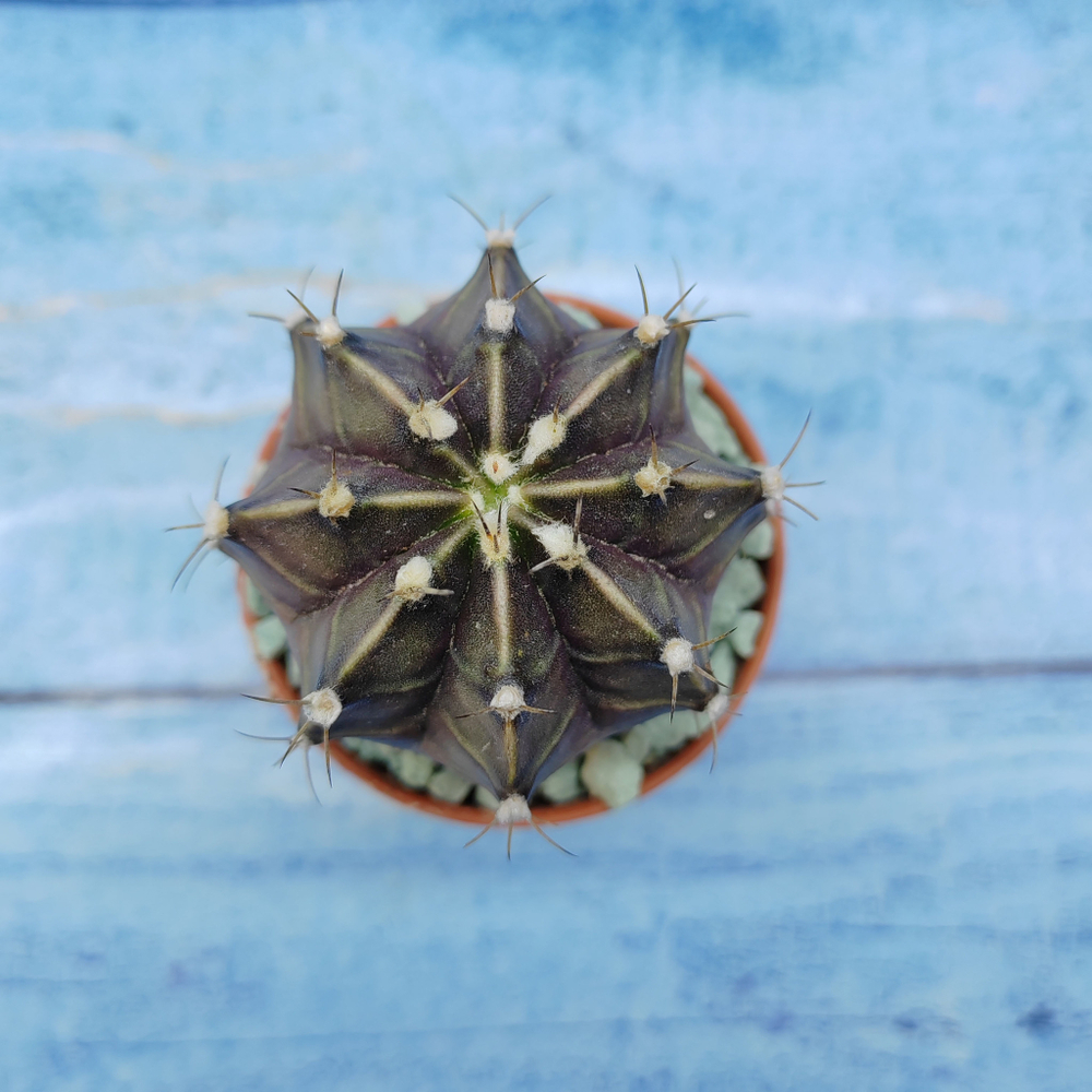 Gymnocalycium Friedrichii (Гимнокалициум)