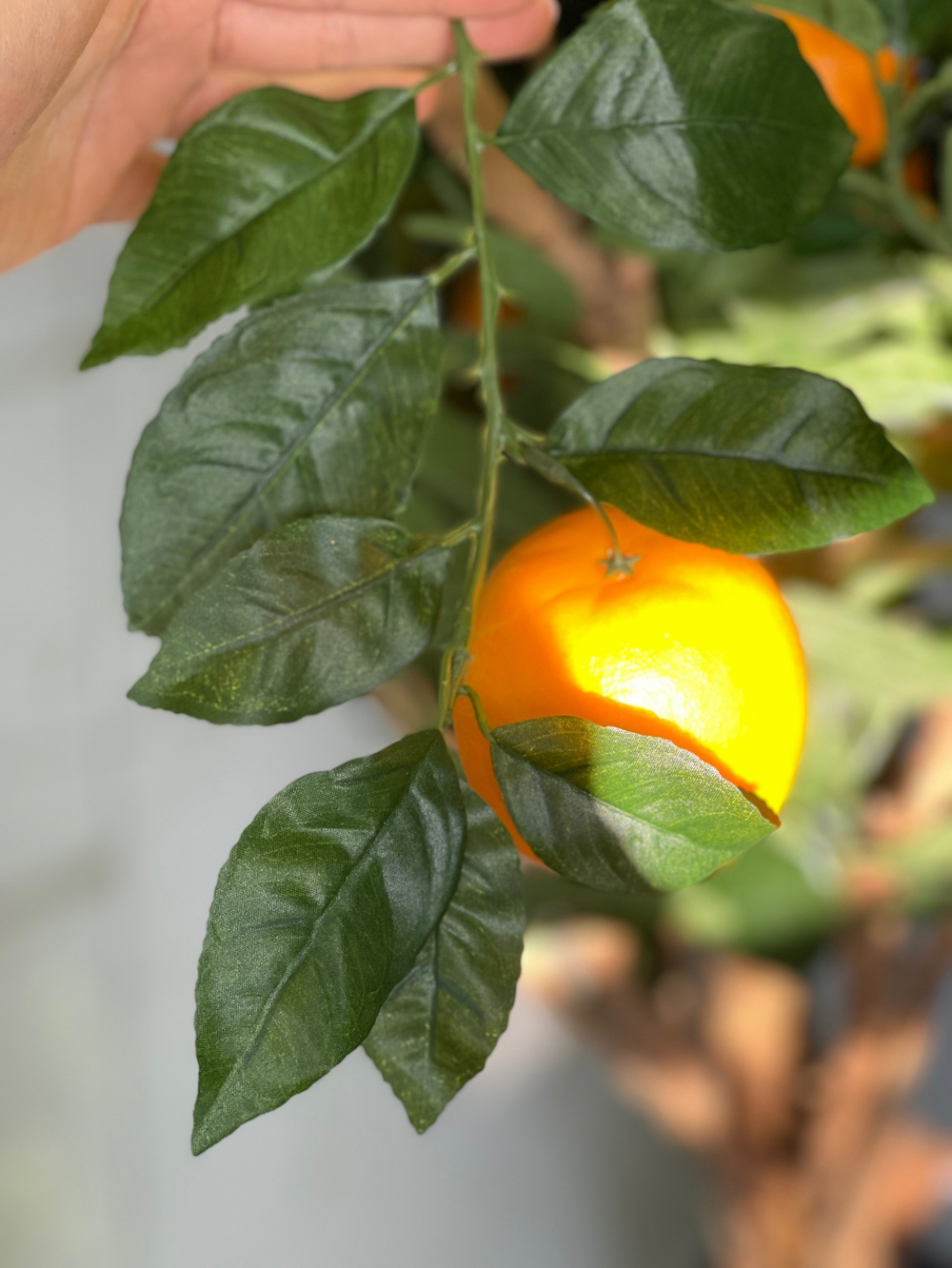 Апельсиновое дерево с плодами