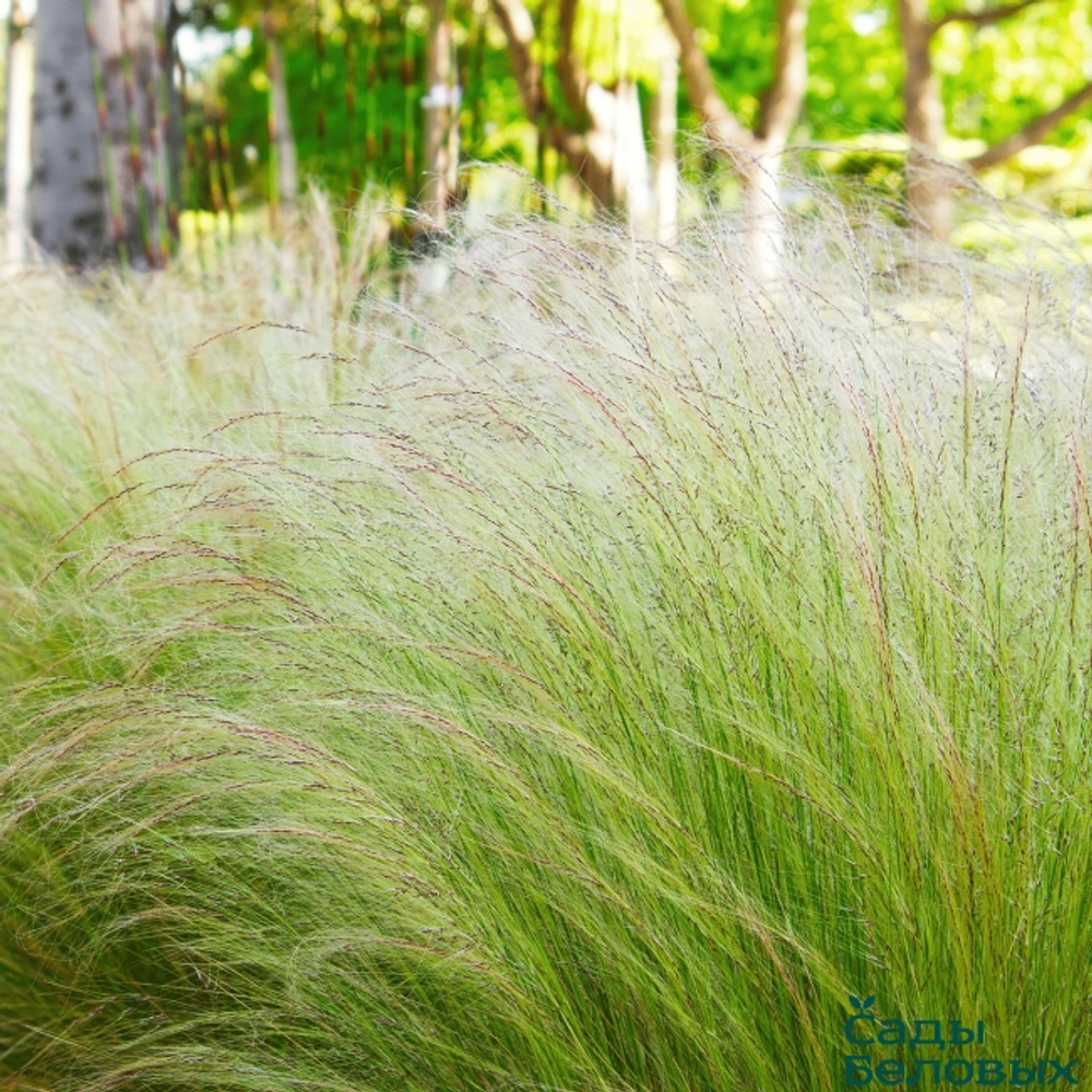 Ковыль тончайший Пони Тейлз С2