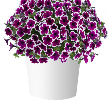 32487 Петуния CAPELLA RIM RASPBERRY