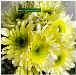Хризантема кустовая Radost crem /к.4/поставка весна 2026г/