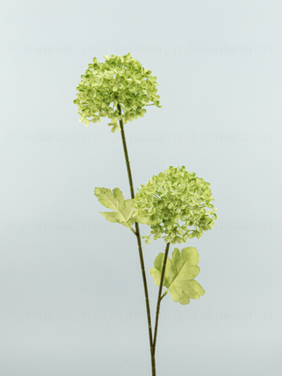 Ветка гортензии мелкоцветной