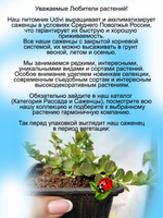 Вербейник монетчатый Златовласка