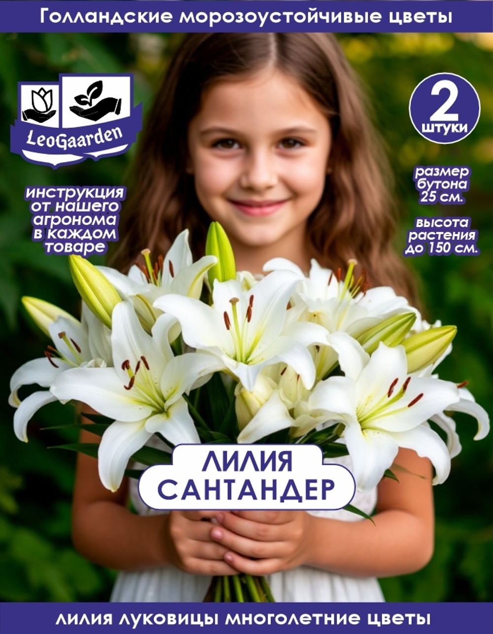 Лилия Луковица, Сантандер, 2 шт