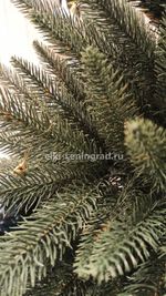 Ель искусственная «Скандинавия» (Литая хвоя) от 1.8 до 2.1 м
