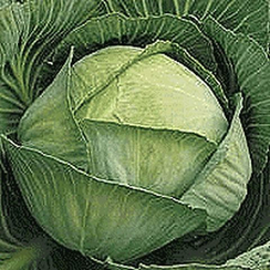 Булат F1 семена капусты белокочанной (Гавриш)