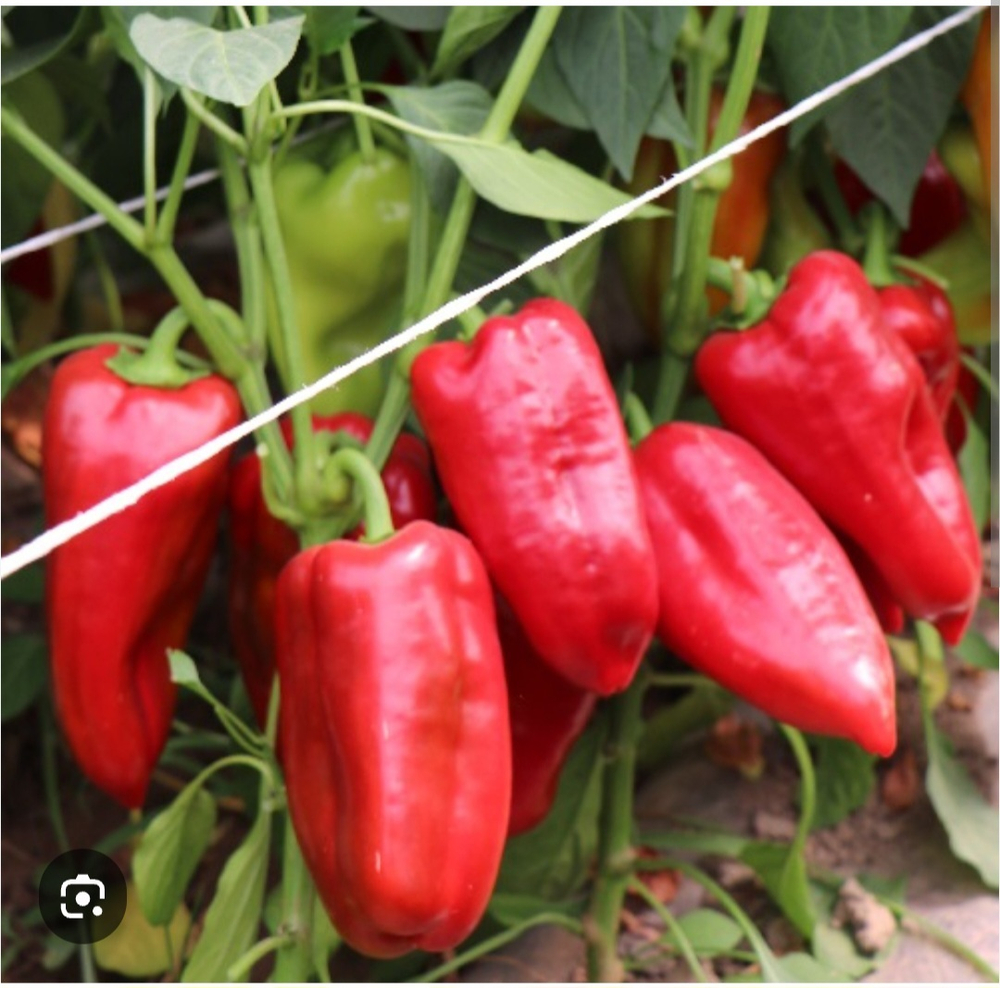 Перец Феррари F1 - Ferrari F1 1000 семян