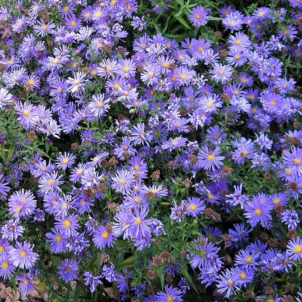 Астра кустарниковая &quot;Blaue Lagune&quot;. Aster dumosus &quot;Blaue Lagune&quot;.