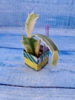 Schlumbergera cv. Madam Butterfly f. variegata (Шлюмбергера)