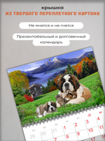 Настенный отрывной календарь "Сенбернары"