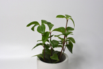 Пеперомия Перескиелистная / Peperomia Pereskiifolia