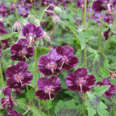 Герань Самобор