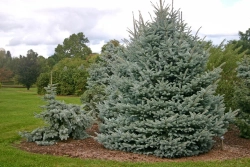 Ель колючая Фат Альберт Р9 10-15см Закупка М62 апрель-май 2026