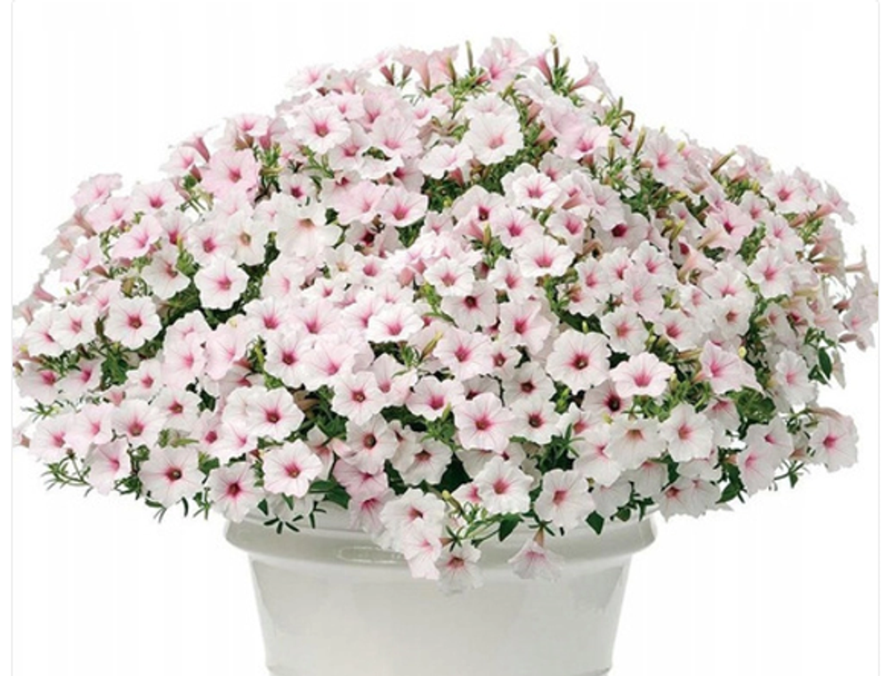 Петуния Vista silverberry ЕВРО укорененный черенок ФЕВРАЛЬ 26