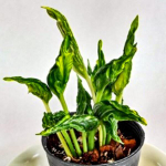 Эпипремнум SHANGRI LA