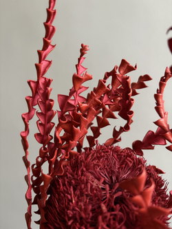 Банксия Специоза