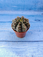 Gymnocalycium Friedrichii (Гимнокалициум)