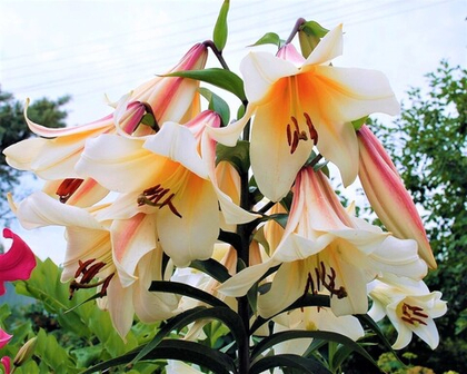 Лилия Хай Ти ОТ-гибрид