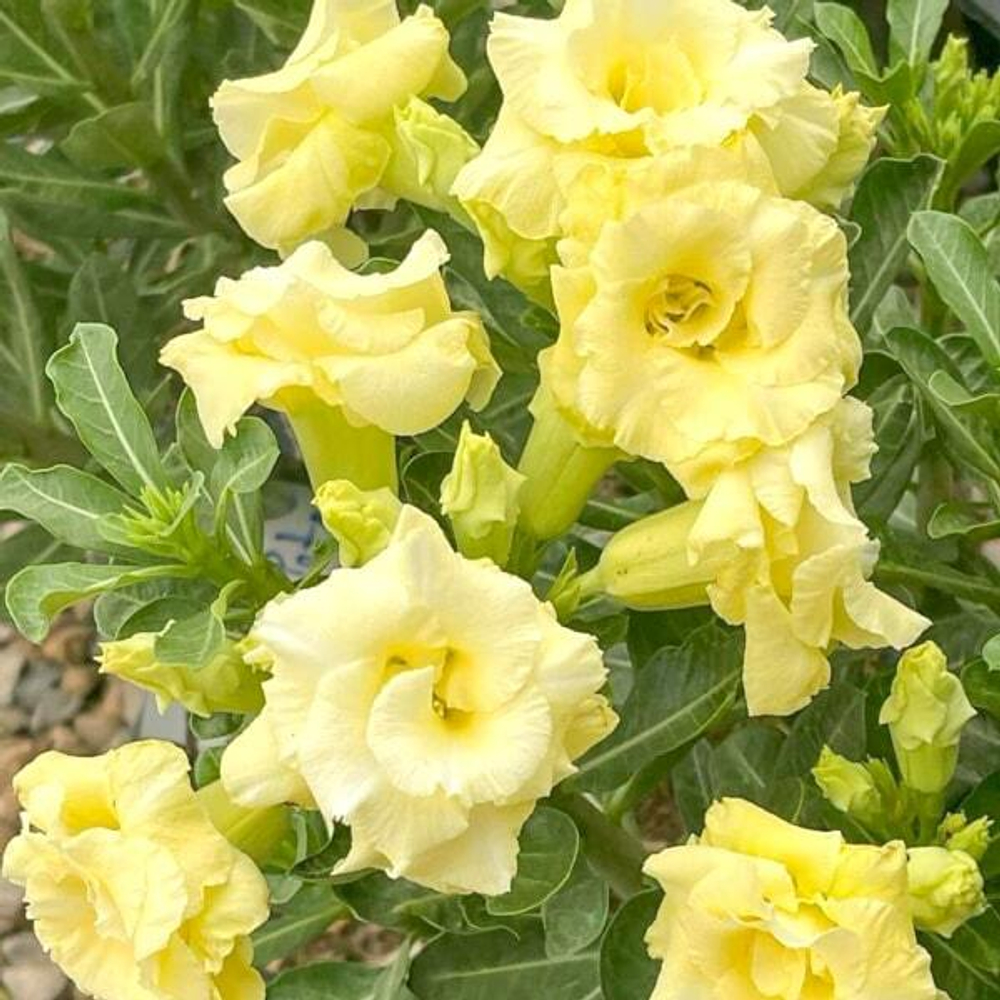 Адениум THONG SEDTHEE