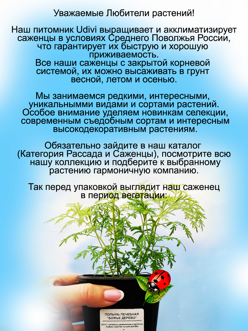Полынь Божье дерево лечебная