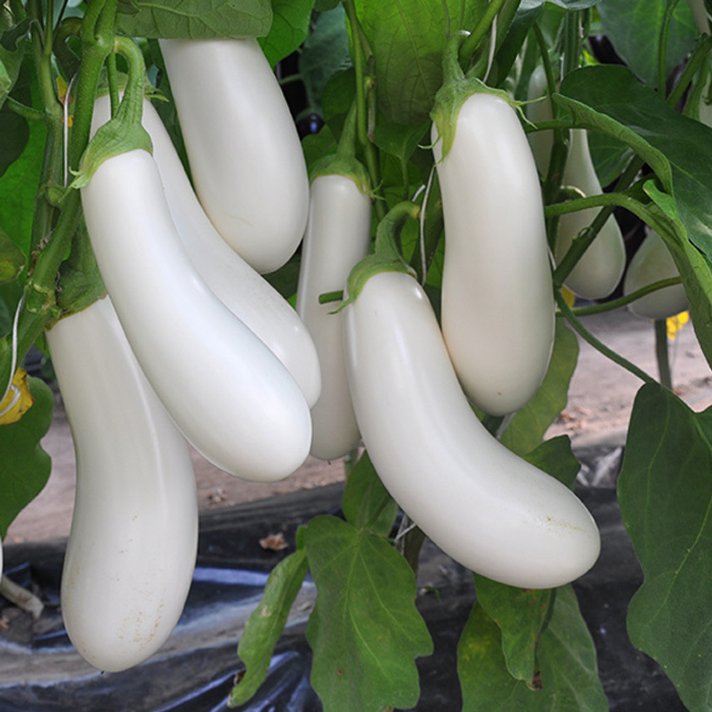 Аретусса F1 семена баклажана (Rijk Zwaan / Райк Цваан)