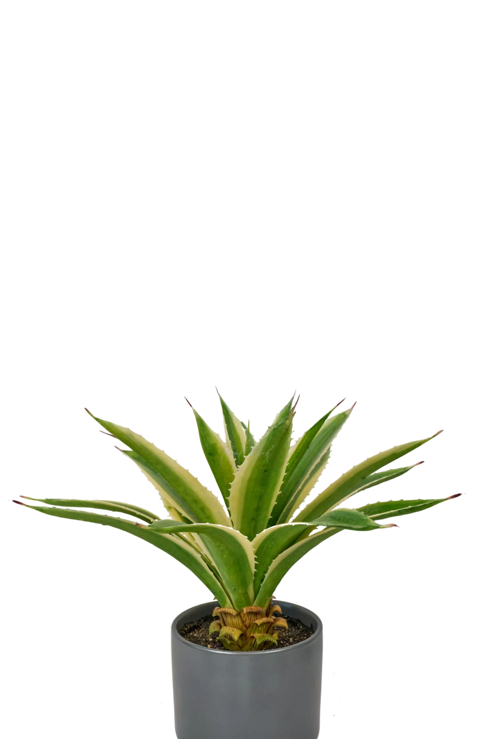 Агава Американская в кашпо