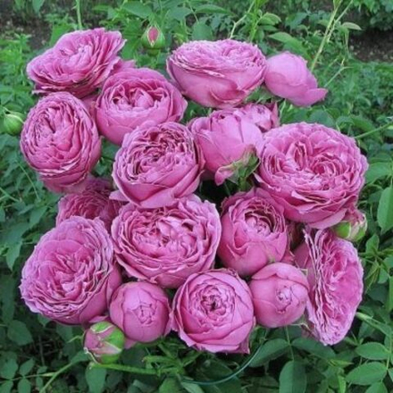 Роза Мисти Баблс