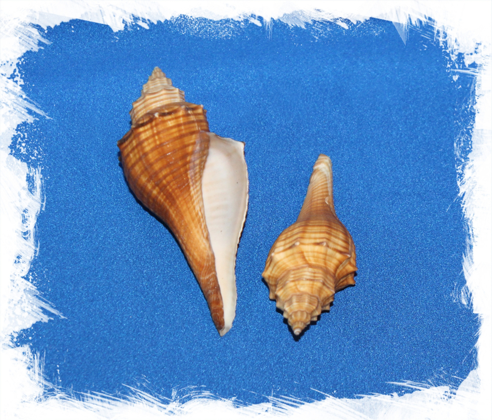 Волема Каринифера