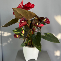 Антуриум Livium Red