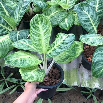 Аглаонема SEDTHEE ANGTHONG