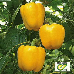 Катриона F1 семена перца сладкого (Enza Zaden / Энза Заден)