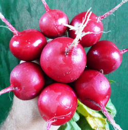 Редис Ранний Красный - Early Scarlet