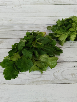Кинза свежая