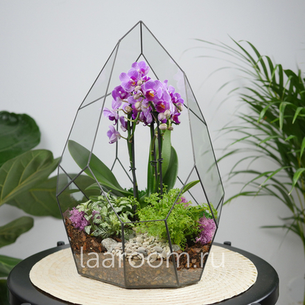 Флорариум с орхидеей Айсберг