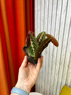 Маранта Триколор, D12см H20см, 1шт, Urban Jungle