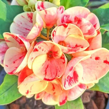 Эуфорбия Миля RAB NGERN RAB THONG