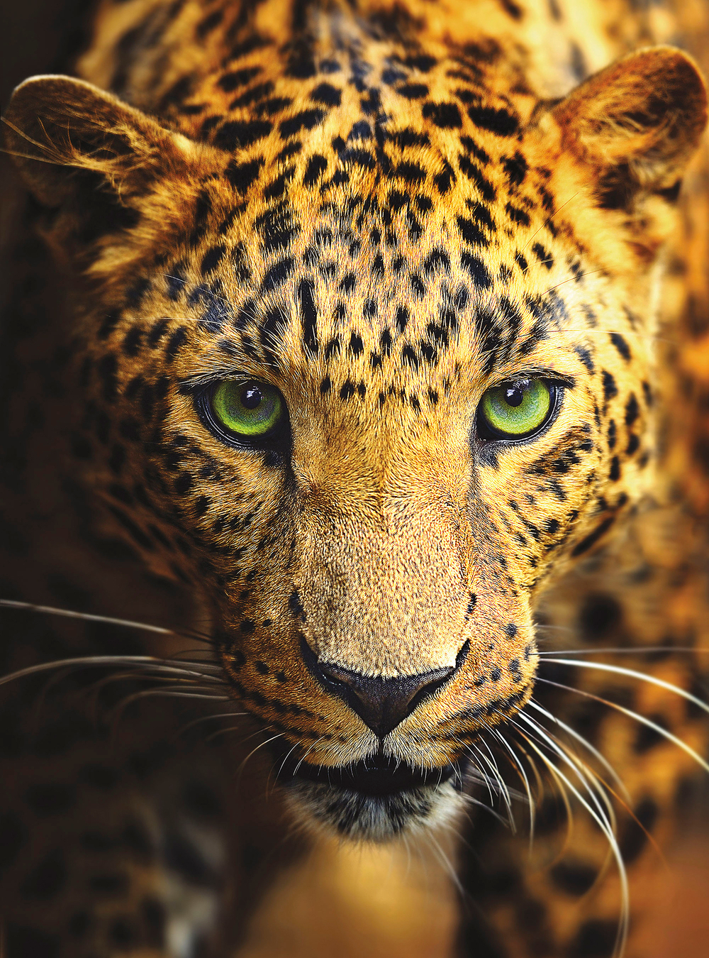 Коллекция Животные