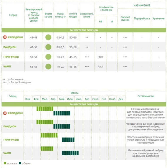 РАПИДИОН F1 семена капусты белокочанной Seminis оисание – фото 4