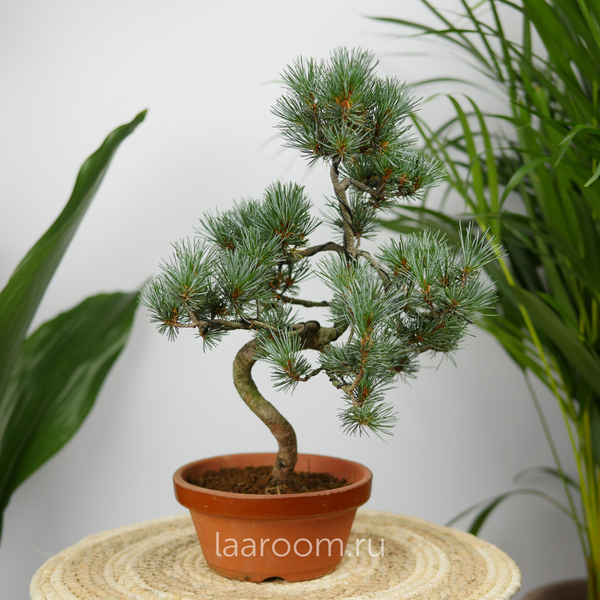 Бонсай Пинус 40см