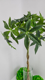 Пахира / Арт 3075